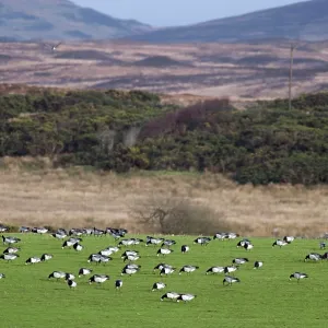 Barnacle Geese Barnacle Geese