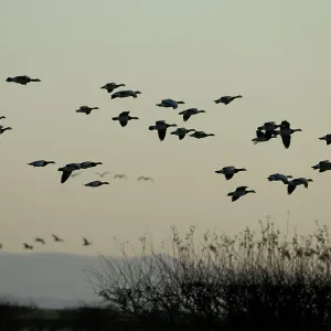 Barnacle Geese Barnacle Geese