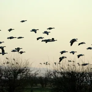 Barnacle Geese - In flight Barnacle Geese - In flight