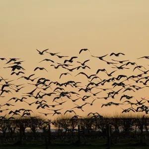 Barnacle Geese - In flight at sunset Barnacle Geese - In flight at sunset