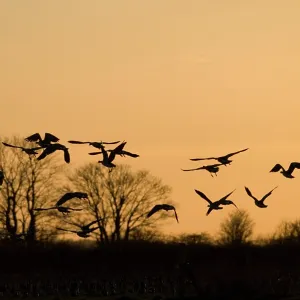Barnacle Geese - In flight at sunset Barnacle Geese - In flight at sunset
