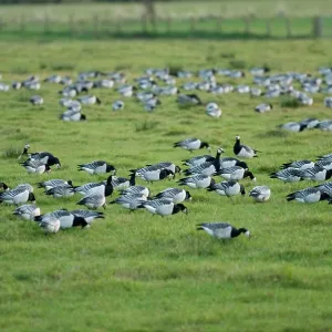 Barnacle Geese - Grazing Barnacle Geese - Grazing