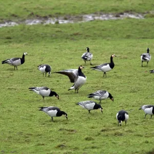 Barnacle Geese - Grazing Barnacle Geese - Grazing