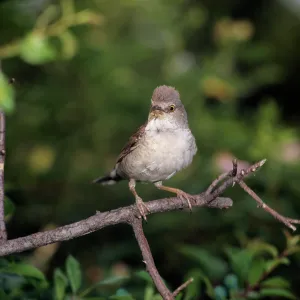 Barred Warbler - adult perched on a branchS Barred Warbler - adult perched on a branchS