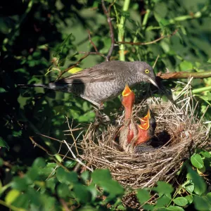 Barred Warbler - at nest with chicks Barred Warbler - at nest with chicks