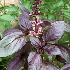 BASIL - Variety BASIL - Variety