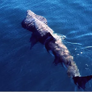 BASKING SHARK - FROM ABOVE BASKING SHARK - FROM ABOVE