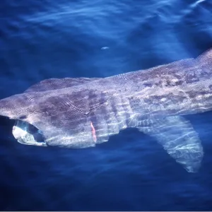 BASKING SHARK - FROM ABOVE BASKING SHARK - FROM ABOVE