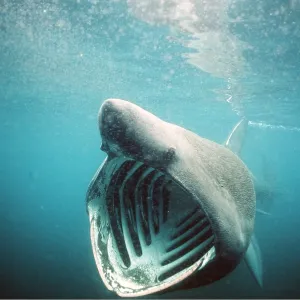 Basking SHARK - with mouth open Basking SHARK - with mouth open