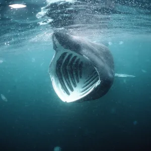 BASKING SHARK - MOUTH OPEN BASKING SHARK - MOUTH OPEN