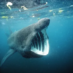 BASKING SHARK - MOUTH OPEN BASKING SHARK - MOUTH OPEN