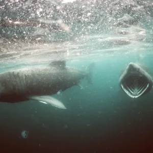 BASKING SHARK - pair BASKING SHARK - pair
