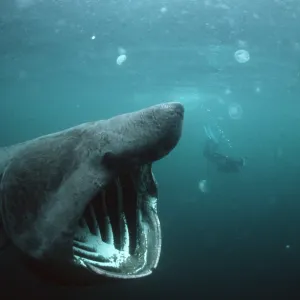 Basking Shark - and scuba diver Basking Shark - and scuba diver