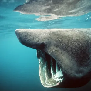 BASKING SHARK - SIDE VIEW BASKING SHARK - SIDE VIEW