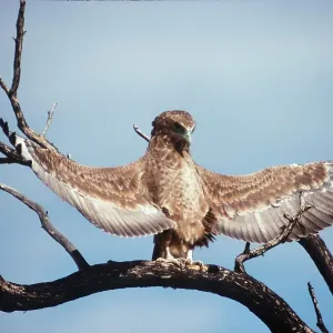 BATELEUR EAGLE - juvenile with wings spread BATELEUR EAGLE - juvenile with wings spread