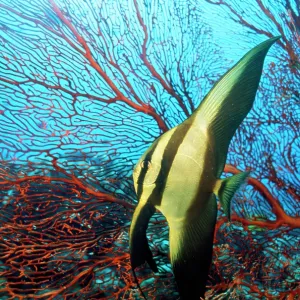Batfish - by coral Batfish - by coral