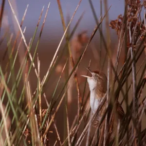 Bay-capped WREN SPINETAIL - amongst reeds, singing Bay-capped WREN SPINETAIL - amongst reeds, singing