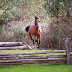 Bay mare cantering past cross country jumps