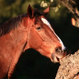 Bay mare wind sucking