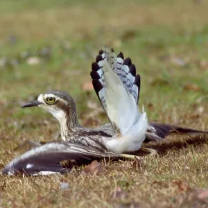 Beach Stone Curlew - distraction display, feigning injury Beach Stone Curlew - distraction display, feigning injury