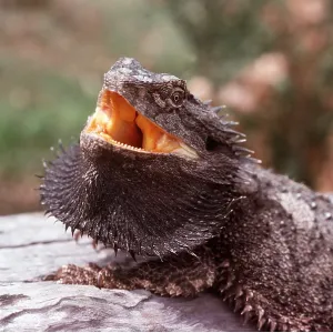 BEARDED DRAGON BEARDED DRAGON