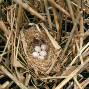 Bearded Tit - nest with eggs