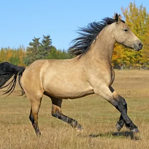 Beautiful buckskin Horse, partbred Friesian Colt Beautiful buckskin Horse, partbred Friesian Colt
