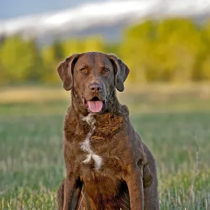 Beautiful Chesapeake Bay Retriever sitting in farmers Beautiful Chesapeake Bay Retriever sitting in farmers