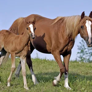 Beautiful chestnut Arabian Mare and Foal walking Beautiful chestnut Arabian Mare and Foal walking