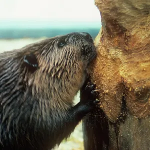 BEAVER - gnawing tree trunk BEAVER - gnawing tree trunk