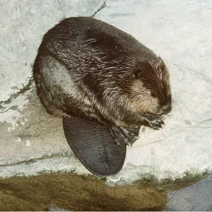 BEAVER ON ROCK - showing flat tail shape