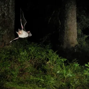 Bechstein's Bat - in flight in a Picea sp. mountain forest Bechstein's Bat - in flight in a Picea sp. mountain forest