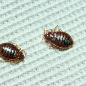 BED BUGS - x 2 BED BUGS - x 2