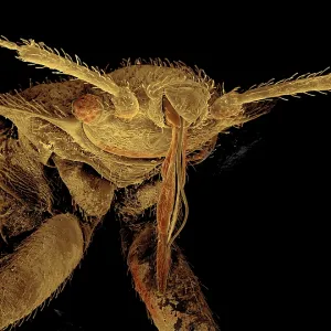 Bedbug Bedbug