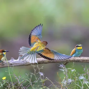 Four bee-eaters (Merops apiaster) Four bee-eaters (Merops apiaster)
