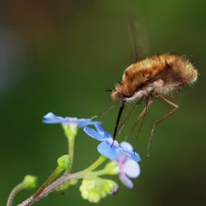 Bee-fly - hovering while feeding on nectar from Bee-fly - hovering while feeding on nectar from