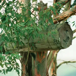 Bee Hive - for wild BeeIs, made of hollowed trunks