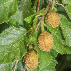 beech mast, Fagus sylvatica ripening in late summer beech mast, Fagus sylvatica ripening in late summer