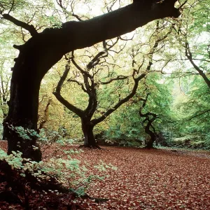 BEECH TREES BEECH TREES