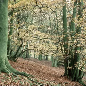 BEECH WOOD BEECH WOOD
