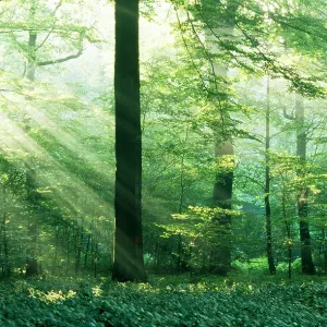 Beech wood - with sunbeams Beech wood - with sunbeams