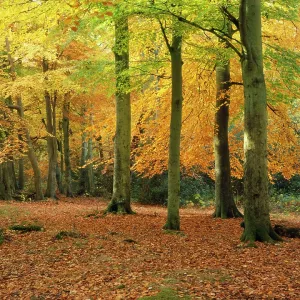 BEECHES - autumn BEECHES - autumn