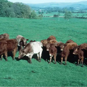 BEEF CATTLE - young herd