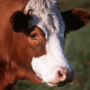 BEEF COW - CLOSE UP BEEF COW - CLOSE UP