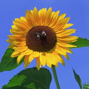 Bees in centre of large bright sunlit Sunflower Bees in centre of large bright sunlit Sunflower
