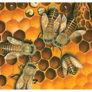 Bees in honeycomb Bees in honeycomb