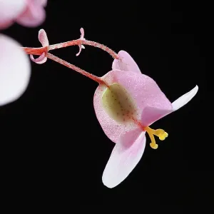 Begonia, Begonia cultivar, Pink subject, Black background Begonia, Begonia cultivar, Pink subject, Black background