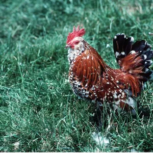 Belgian Bearded Bantam Chicken Belgian Bearded Bantam Chicken