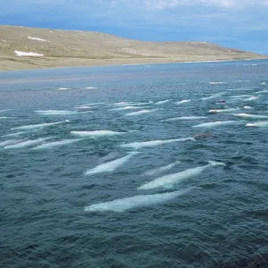 Beluga Whale Beluga Whale
