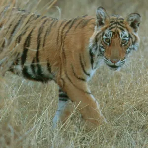 Bengal / Indian Tiger - 6 month old male cub, in grass Bengal / Indian Tiger - 6 month old male cub, in grass